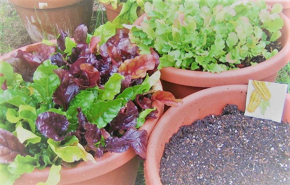 Creating a Container Garden for Vegetables, Herbs, and Flowers